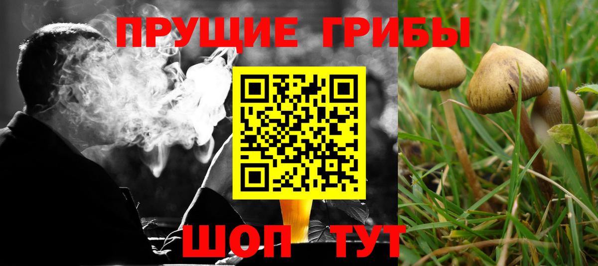 Галлюциногенные грибы Cubensis  Вход с VPN  Тимашёвск 